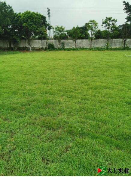 足球場草坪細(xì)節(jié)